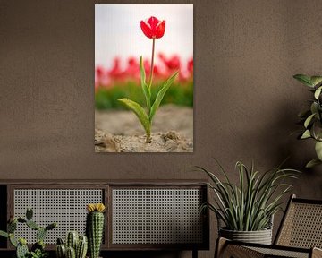 Een rood met witte tulp met een veld bloeiende tulpen in de achtergrond