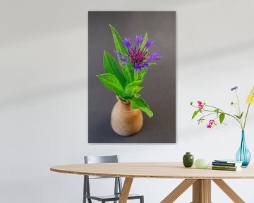 Flockenblume (Centaurea)