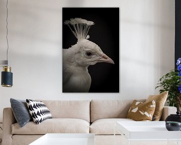 Paons : Portrait paon blanc