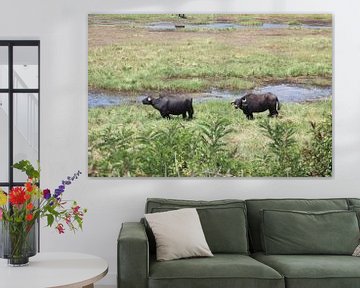 Waterbuffels in het wild
