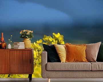 Rapsfeld bei Vilmnitz, Inssel Rügen