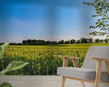 Rapsfeld bei Vilmnitz, Insel Rügen