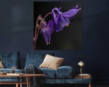 macro purple aquilegia by anne droogsma