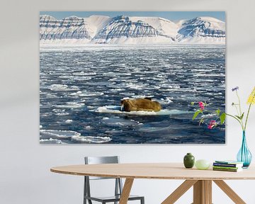 Walrus op Spitsbergen van Wim den Besten