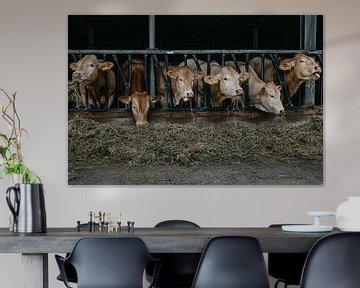 Koeien op stal Zuid-Limburg van Huib Vintges