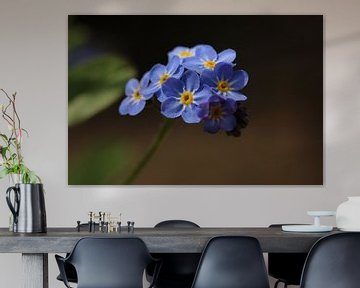 Forget-me-not by Pim van der Horst