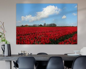 Tulpenveld in Noord-Holland van Pim van der Horst