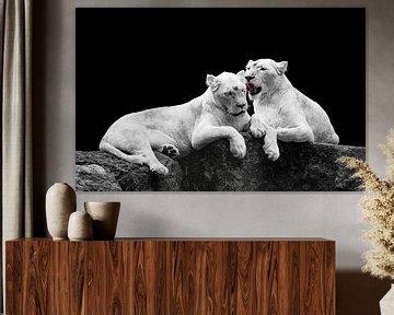 Witte leeuwen