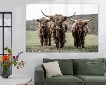 Trois bovins écossais Highland