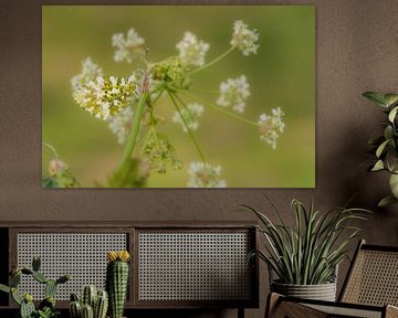 Oranjetipje tussen fluitenkruid van Moetwil en van Dijk - Fotografie