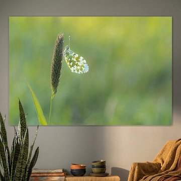 Orange tip by Moetwil en van Dijk - Fotografie