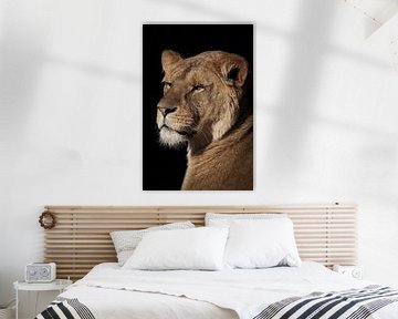 Löwen: Löwin Porträt