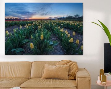 Tulpen bei Sonnenuntergang von Thijs Friederich