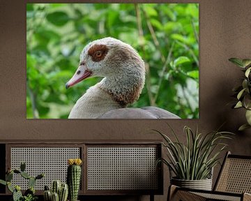 Close-up of an egyptian goose against green natural background by pixxelmixx