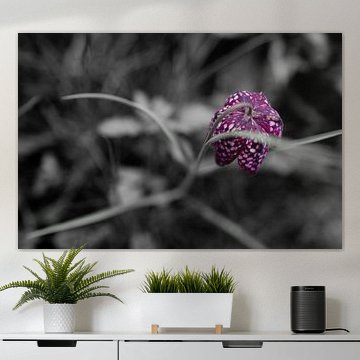 Schachtbrettblume im Vorgarten - Schwarz-Lila-Weiß