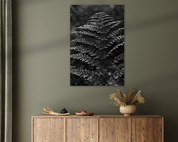 Detailfoto varen in het bos in zwart-wit | Natuurfotografie