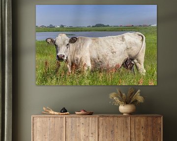 Witte piemontese koe in het landschap van Texel