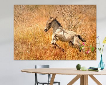 Een vrolijk Konikpaard veulen, de pasgeborene springt in het goud gekleurde riet.