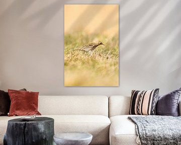 Graspieper staand in het gras van een weiland. Kleine bruine zangvogel met een streep op zijn kop in van Gea Veenstra