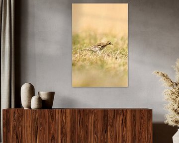 Wiesenpieper stehend im Gras einer Wiese. Kleiner brauner Singvogel mit einem Streifen auf dem Kopf 
