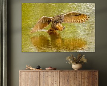 Ein wilder Uhu springt zu seiner Beute im Wasser. Mit dem Spiegelbild des Raubvogels.