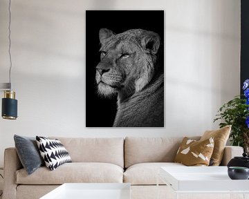 Leeuw: portret van een mooie leeuwin in zwart-wit