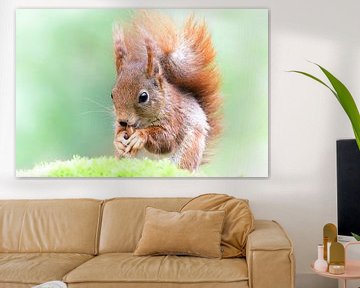 Squirrel by Ronny Struyf