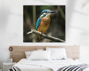 Young kingfisher in the Bekendelle Winterswijk Holland by Robbie Nijman