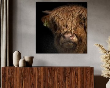 Porträt eines schottischen Highlander-Kalbs von 7.2 Photography