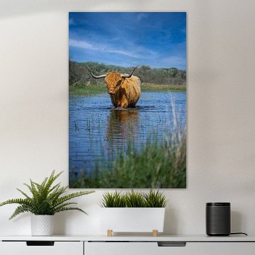 Wandernde schottische Highlander-Kuh in einem See