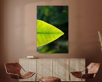 macrofoto groen rhododendron blad | fine art natuur foto | botanisiche kunst