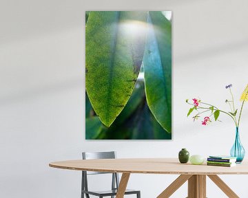 lensflare op een groen bloemblad van rhododendron | fine art natuur foto | botanische kunst
