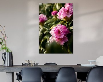 buisson de fleurs avec rhododendron rose | art botanique | photo nature fine art sur Karijn | Fine art Natuur en Reis Fotografie