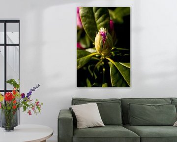 roze rhododendron bloemknop | botanische fotokunst | fine art natuur fotografie