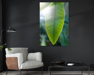 groen blad van de  rhododendron | fine art natuur fotografie | botanische kunst