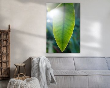 green leaves of the rhododendron | fine art nature photography | botanical art by Karijn | Fine art Natuur en Reis Fotografie