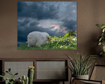 Brahma Kip Op Canvas Behang En Meer Bestellen