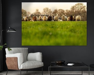 Curious sheep in the meadow by Marcel Runhart