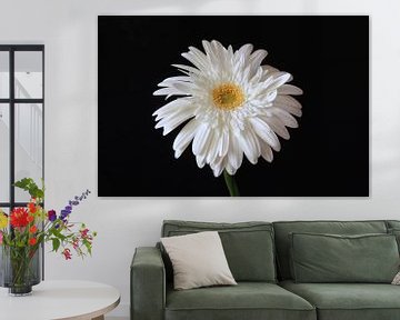 Gerbera sur Thomas Jäger