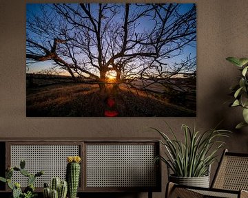 Coucher de soleil dans un creux entre des arbres géométriques sur John Ozguc