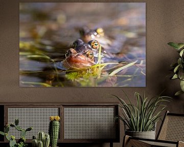 3 mating frogs in a row in the water of the oostvaardersplassen by John Ozguc