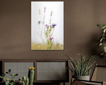 Kornblume von Ingrid Van Damme fotografie