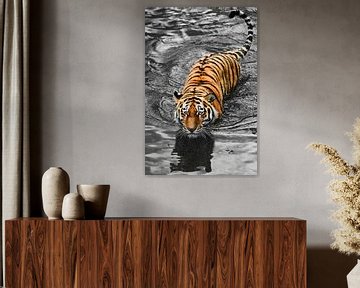 gember striatum, staart en blauw water. jonge mooie tijger met expressieve ogen loopt op het water (