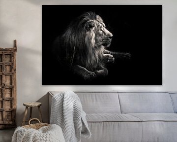 mannelijke leeuw met een mooie manen ligt indrukwekkend tegen Donkere, zwarte achtergrondGekleurd, z van Michael Semenov