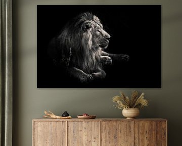mannelijke leeuw met een mooie manen ligt indrukwekkend tegen Donkere, zwarte achtergrondGekleurd, z