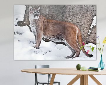 een grote kat Cougar in profiel, tegen een achtergrond van rotsen en sneeuw, aanzicht van het beest  van Michael Semenov