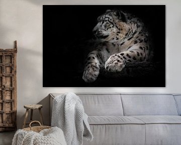 Powerful big predatory cat snow leopard sits on a rock close-up. Dark, black background by Michael Semenov