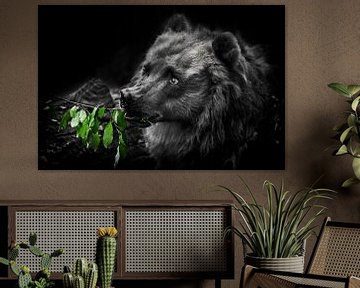 A cute beautiful fluffy bear (female) eats green leaves. Dark, black background by Michael Semenov