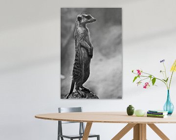 mignon suricate colonne de valeur- Le suricate regarde attentivement au loin - guetteur discipliné.  sur Michael Semenov