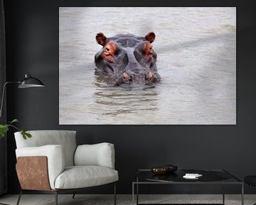 Nijlpaard in een rivier van Peter Mooij